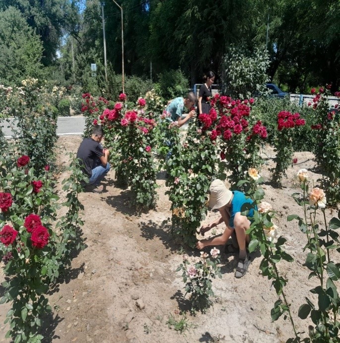 Гүлденген алаңды арам шөптен тазарту