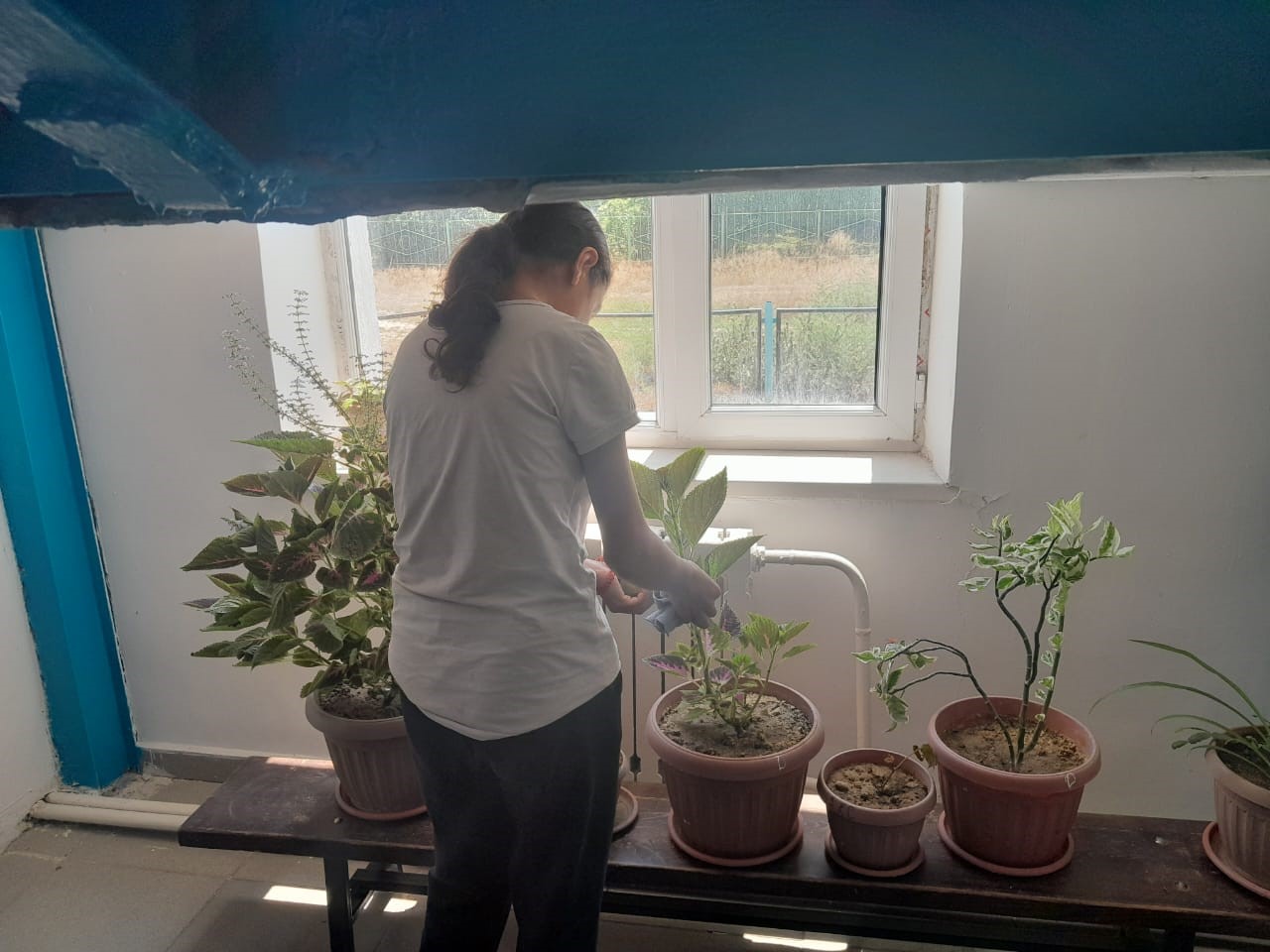 Көшет отырғызу, топырағын дайындау